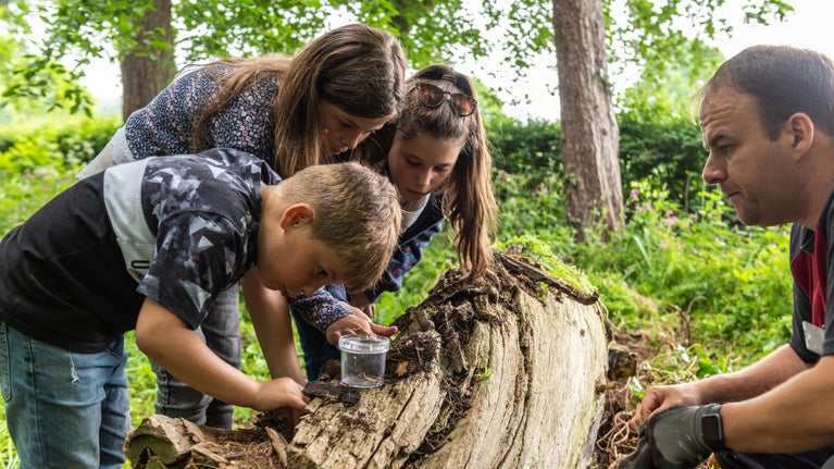 Three children looking at bugs within the bark of tree